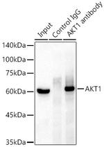 AKT1 Antibody in Immunoprecipitation (IP)