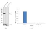 AKT1 Antibody