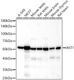 AKT1 Antibody in Western Blot (WB)