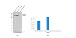 N-cadherin Antibody