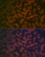 FMO3 Antibody in Immunocytochemistry (ICC/IF)