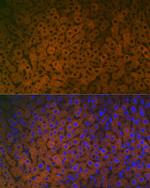 FMO3 Antibody in Immunocytochemistry (ICC/IF)