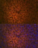 FMO3 Antibody in Immunocytochemistry (ICC/IF)