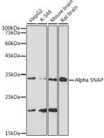 SNAP alpha Antibody in Western Blot (WB)