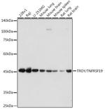 TROY Antibody in Western Blot (WB)