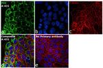 PDI Antibody in Immunocytochemistry (ICC/IF)