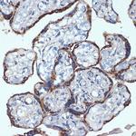 PDI Antibody in Immunohistochemistry (Paraffin) (IHC (P))