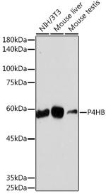 PDI Antibody in Western Blot (WB)