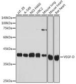 VEGFD Antibody in Western Blot (WB)