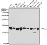 RPL7A Antibody in Western Blot (WB)