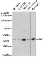 LHX2 Antibody in Western Blot (WB)