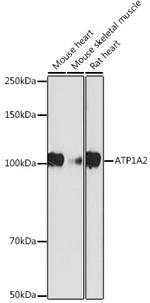 ATP1A2 Antibody in Western Blot (WB)