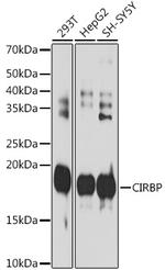 CIRBP Antibody in Western Blot (WB)