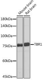 TBR1 Antibody in Western Blot (WB)