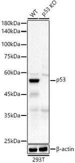 p53 Antibody in Western Blot (WB)