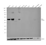 p53 Antibody in Western Blot (WB)