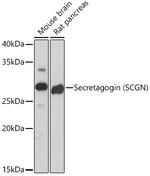 SCGN Antibody in Western Blot (WB)