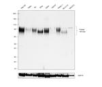 TGN46 Antibody in Western Blot (WB)