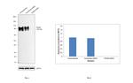 TGN46 Antibody in Western Blot (WB)