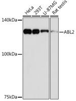 Abl2 Antibody in Western Blot (WB)