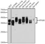 CD298 Antibody in Western Blot (WB)