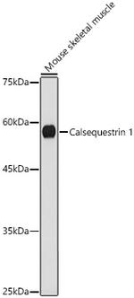 Calsequestrin Antibody in Western Blot (WB)