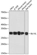 Bcl-xL Antibody in Western Blot (WB)