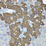 AGO2 Antibody in Immunohistochemistry (Paraffin) (IHC (P))