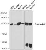 AGO2 Antibody in Western Blot (WB)