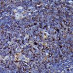 Human IgM Antibody in Immunohistochemistry (Paraffin) (IHC (P))