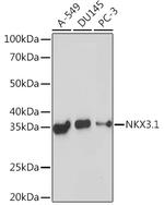 Nkx3.1 Antibody in Western Blot (WB)