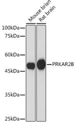 PRKAR2B Antibody in Western Blot (WB)