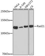 RAD21 Antibody in Western Blot (WB)