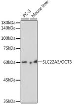 SLC22A3 Antibody in Western Blot (WB)