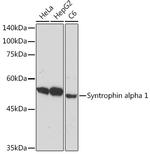 Syntrophin alpha-1 Antibody in Western Blot (WB)