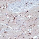 IBA1 Antibody in Immunohistochemistry (Paraffin) (IHC (P))