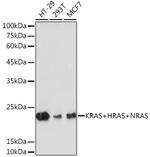 Pan Ras Antibody in Western Blot (WB)