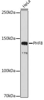 PHF8 Antibody in Western Blot (WB)