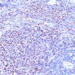 TC10 Antibody in Immunohistochemistry (Paraffin) (IHC (P))