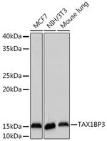 TAX1BP3 Antibody in Western Blot (WB)