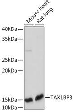 TAX1BP3 Antibody in Western Blot (WB)