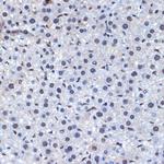 Cdc40 Antibody in Immunohistochemistry (Paraffin) (IHC (P))