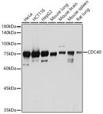Cdc40 Antibody in Western Blot (WB)