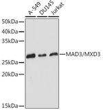 MAD3 Antibody in Western Blot (WB)