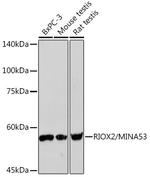 MINA53 Antibody in Western Blot (WB)