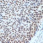 Histone H2B Antibody in Immunohistochemistry (Paraffin) (IHC (P))