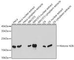 Histone H2B Antibody in Western Blot (WB)