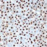 Histone H4 Antibody in Immunohistochemistry (Paraffin) (IHC (P))