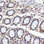 Histone H4 Antibody in Immunohistochemistry (Paraffin) (IHC (P))