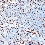 Histone H4 Antibody in Immunohistochemistry (Paraffin) (IHC (P))